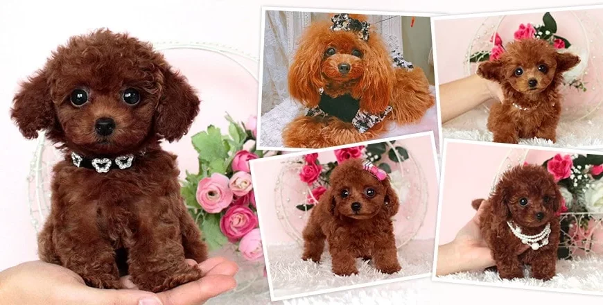 ブンゴヒルズで片付け侍が登載されました。